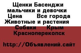 Щенки Басенджи ,мальчики и девочки › Цена ­ 1 - Все города Животные и растения » Собаки   . Крым,Красноперекопск